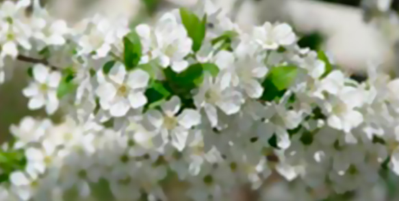 Funeraria Tatay Flores blancas